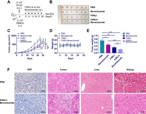 Combinational Therapy Of F Rli And Bevacizumab On Ht Xenograft