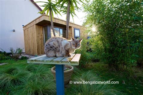 Our Cat Garden - New and Improved! | Bengal Cat World