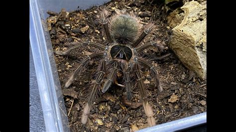 Theraphosa Apophysis The Pinkfoot Goliath Rehouse And Care Youtube