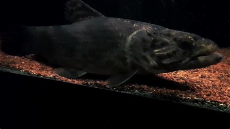 Hoplias Aimara Giant Wolf Fish Youtube