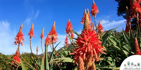 Aloe Arborescens Grow Care And Propagate About Succulents