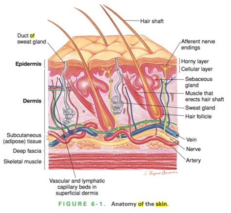 Health Assessment Skin Hair And Nails Flashcards Quizlet