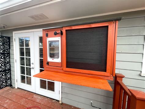 Veterinarians explain why supporting cat shelters is vital for health