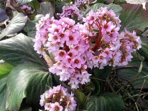 Bergenia Crassifolia U Hortensia De Invierno