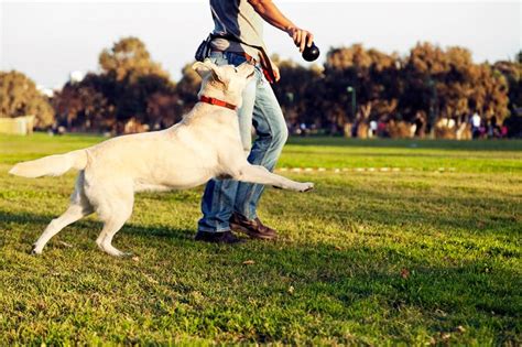 6 Quick Tips To Mastering How To Train Your Dog To Fetch Kuoser