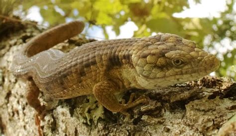 Descubren Una Nueva Especie De Lagartija En Chiapas Y Est En Peligro