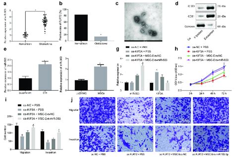 Mir Loaded In Evs Derived From Mscs Enhances Glioma Cell