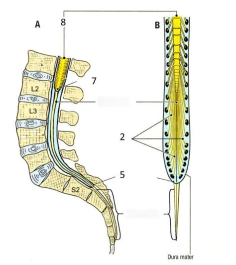 Lower Portion Of The Vertebral Canal And Spinal Cord Primer Diagram