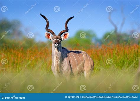 Greater Kudu Tragelaphus Strepsiceros Handsome Antelope With Spiral