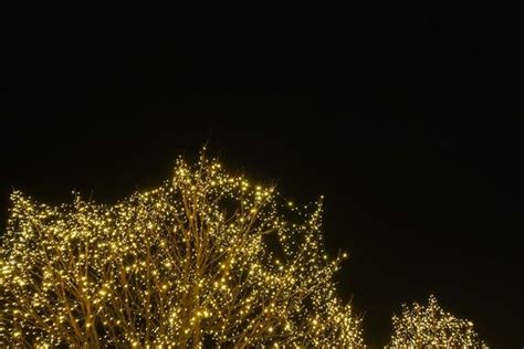 Tree With Lights Stock Photos, Images and Backgrounds for Free Download