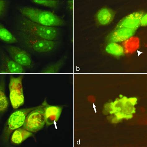 Cell Viability Of Mcf 7 Cell Line Tested By The Mtt Method After A 6