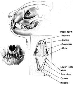 Cat Teeth Anatomy