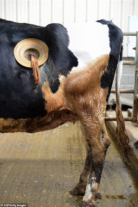 Undercover Video Shows Cows Fitted With Portholes Into Their Stomachs