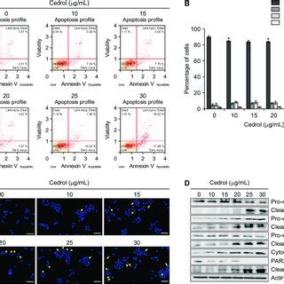 Cedrol Induces G Arrest And Apoptosis In Ht Cells A Cell Cycle