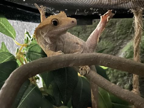 is it normal gecko making noise without vet 5