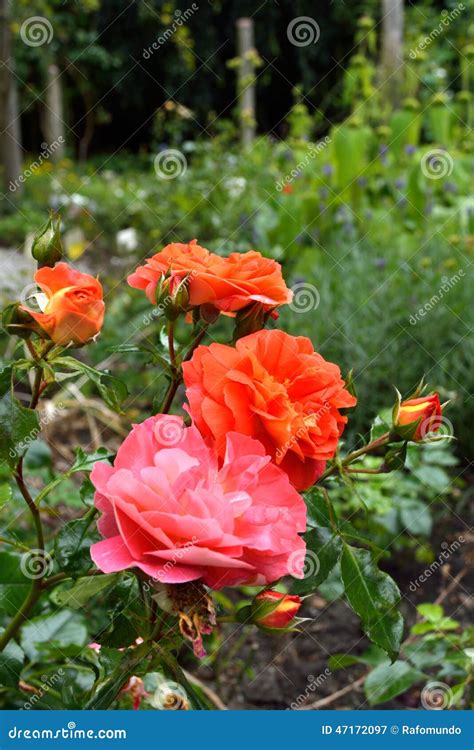 Pink and orange roses stock image. Image of blooming - 47172097