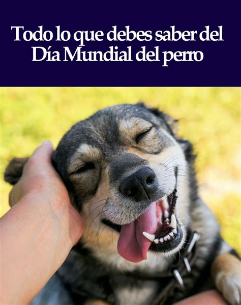 Todo Lo Que Debes Saber Del D A Mundial Del Perro D A Mundial Del