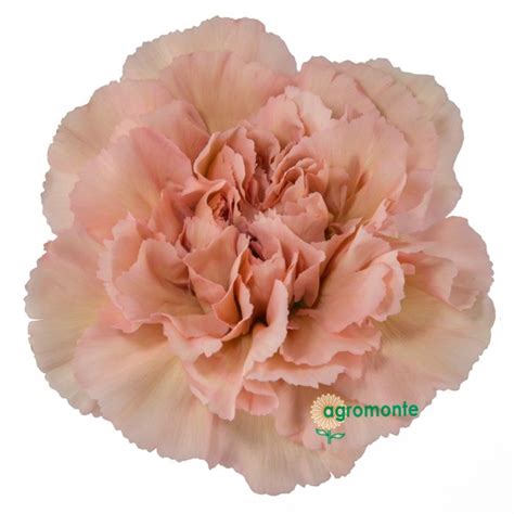 Carnation Lege Marrone Vintage