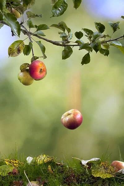 Apple Falling From Tree Date Poster Print