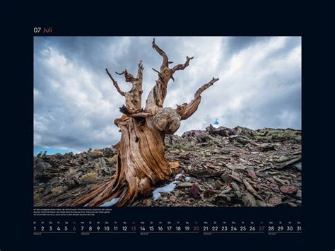 Alte Bäume Sinnbilder des Lebens KUNTH Wandkalender 2025