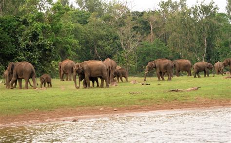 Elephant Corridor in India complete with help from Planckendael | The ...