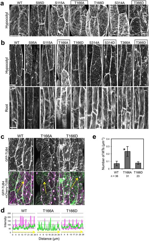 Involvement Of Thr Of Tubulin In Cortical Microtubule