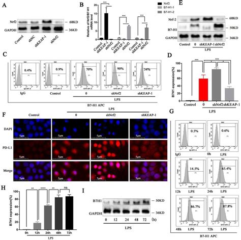 Nrf Signaling Pathway Can Inhibit B H Gene Expression And Protein