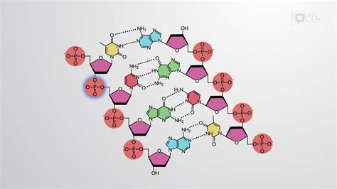 Nucleic Acid Structure - Concept | Anatomy and Physiology | JoVe