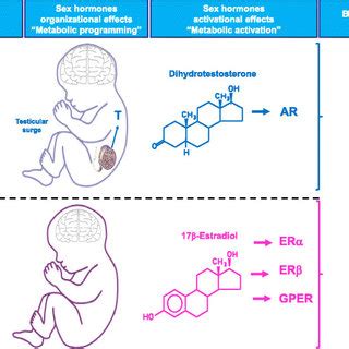 Pdf Sex Differences In Metabolic Homeostasis Diabetes And Obesity