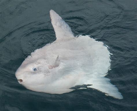 El Pez Luna O Mola Mola Un Pez Gigante Y Pesado Sorprendente Cosas