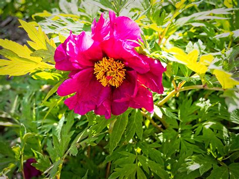 Paeonia Chinese Dragon 5 2022 Woody S1 Paeonia Chinese Flickr