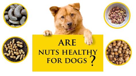 Are Peanuts Poisonous To Dogs 5 Most Correct Answers