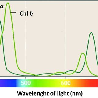 Absorption spectrum of chlorophyll a and chlorophyll b [17] | Download ...