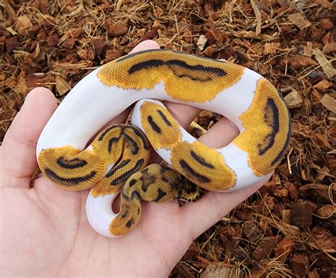 Clown Pied Ball Python By Bobs Balls Morphmarket