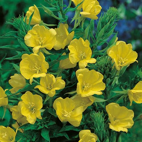 EVENING PRIMROSE (Oenothera) Seeds - MotoSoko Marketplace