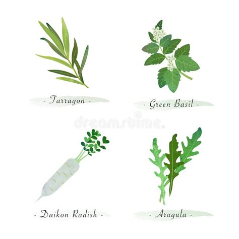 Daikon Plant Stock Illustrations 945 Daikon Plant Stock Illustrations