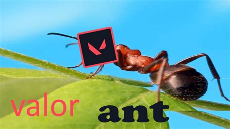 Valor Ant YouTube