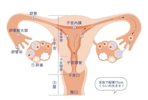 女性の生殖解剖図