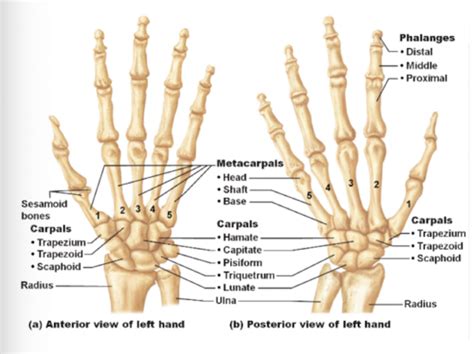 Wrist And Hand Anatomy Flashcards Quizlet