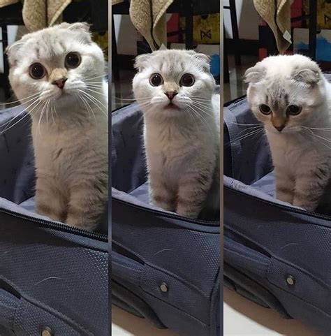 Saddest Cats 😿 On Instagram — Be Strong My Baby 😿 — Follow Me 👉 Cats