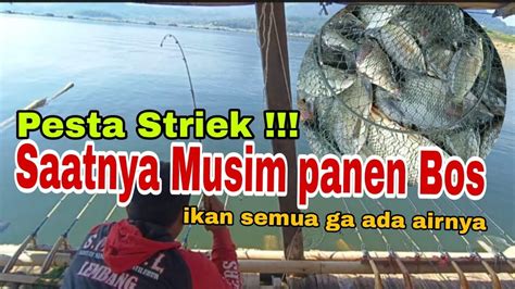 Pesta Striek Serangam Bertubi Tubi Ikan Semua Ga Ada Airnya