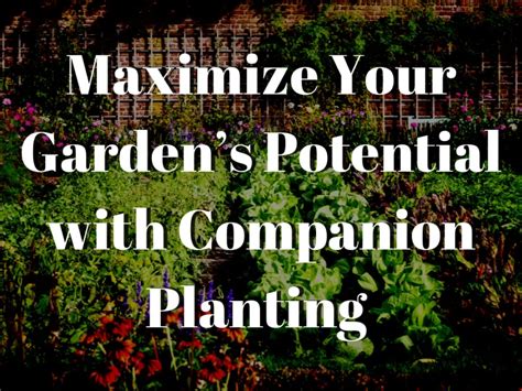 Companion Planting Maximizing Your Vegetable Garden S Growth Potential