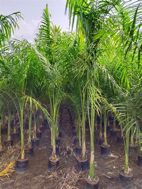 Hyophorbe Lagenicaulis Green Bottle Palm Plant For Plantation Feet