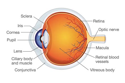 Human Eye Diagram With Rods And Cones