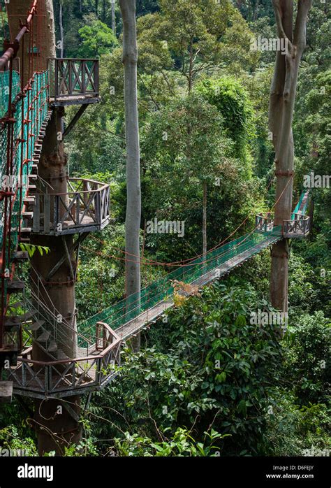 Rainforest canopy walkway borneo hi-res stock photography and images - Alamy