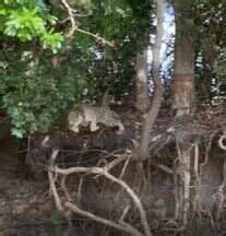 Terra da Gente EPTV Cena de onça predando jacaré no Pantanal viraliza