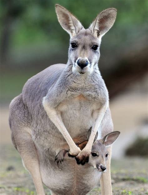 Australian Grey Kangaroo With Baby/joey In Pouch Stock Image - Image of tail, australia: 25807865