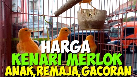 HARGA BURUNG KENARI TERBARU MERLOK LOKAL BAHAN DAN GACORAN DI PASAR