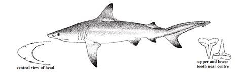 Carcharhinus limbatus » NCFishes.com