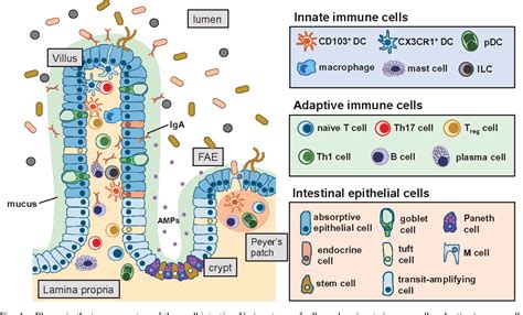 Figure 1 From Maintenance Of Gut Homeostasis By The Mucosal Immune